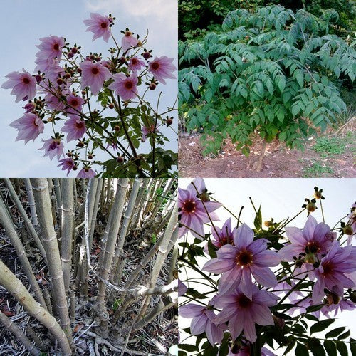 Dahlia imperialis Roze