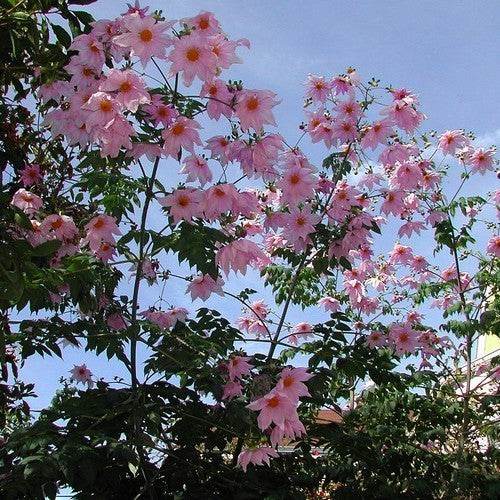 Dahlia imperialis Roze