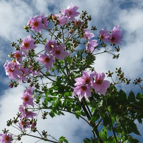Dahlia imperialis Roze