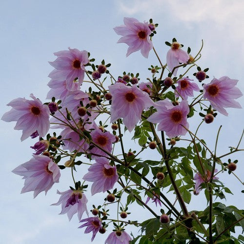 Dahlia imperialis Roze