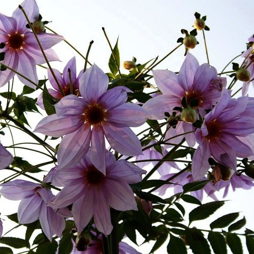 Dahlia imperialis Roze