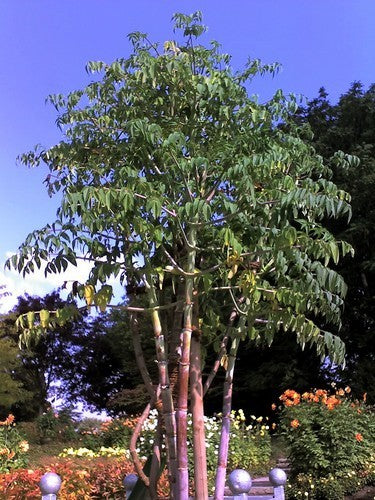 Dahlia imperialis Roze