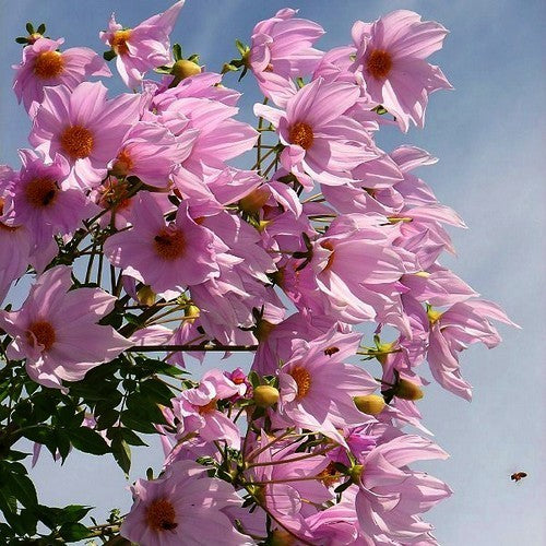 Dahlia imperialis Roze