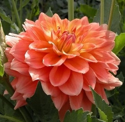 Dahlia 'Ace Summer Sunset'