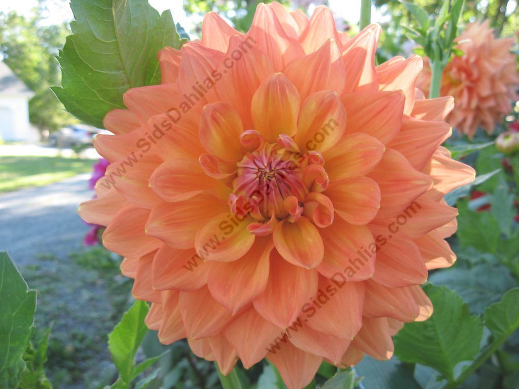 Dahlia 'Ace Summer Sunset'