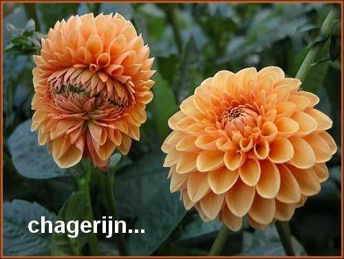 Dahlia 'Ace Summer Sunset'
