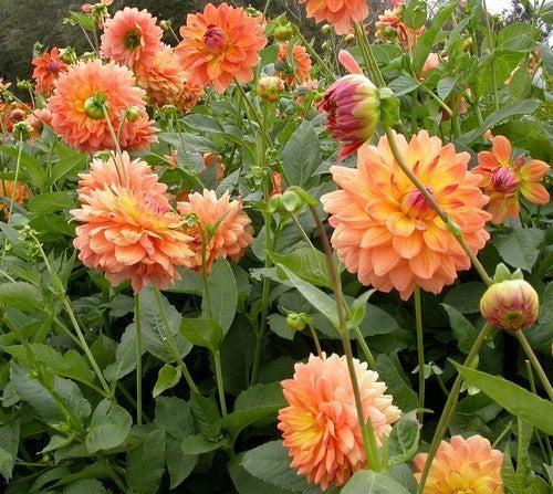 Dahlia 'Ace Summer Sunset'