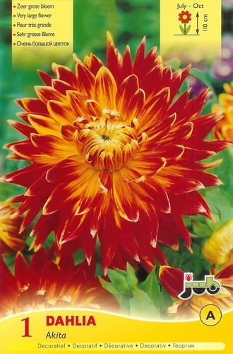 Dahlia 'Akita'