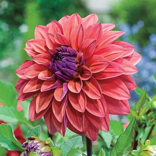 Dahlia 'American Dawn'
