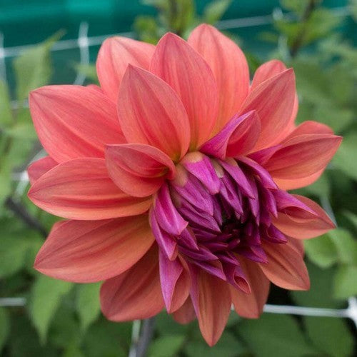 Dahlia 'American Dawn'