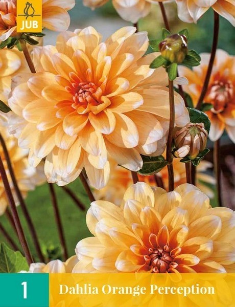 Dahlia 'Apricot Bahama' / 'Orange Perception'