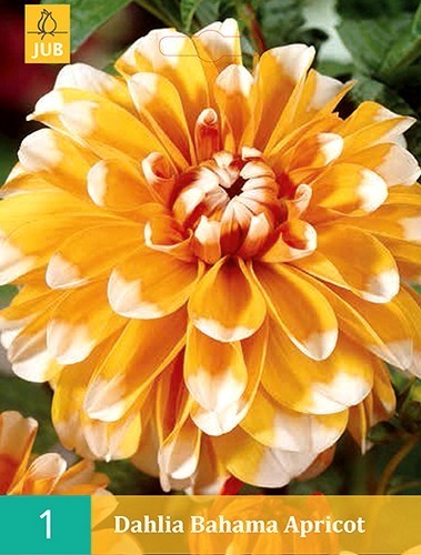 Dahlia 'Apricot Bahama' / 'Orange Perception'