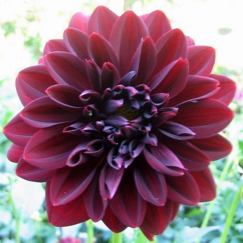 Dahlia 'Arabian Night'