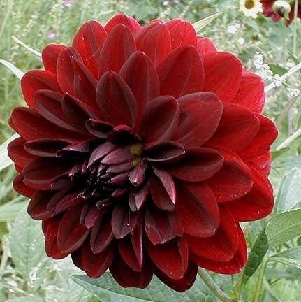Dahlia 'Arabian Night'