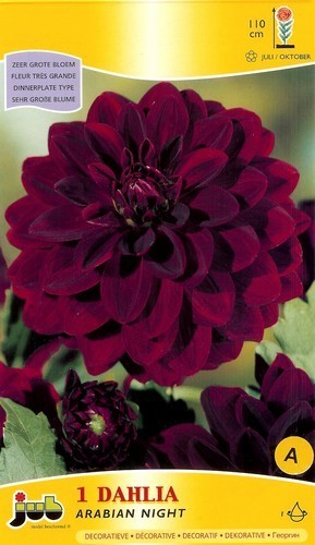 Dahlia 'Arabian Night'