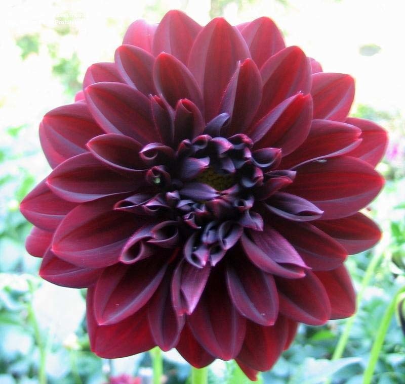 Dahlia 'Arabian Night'