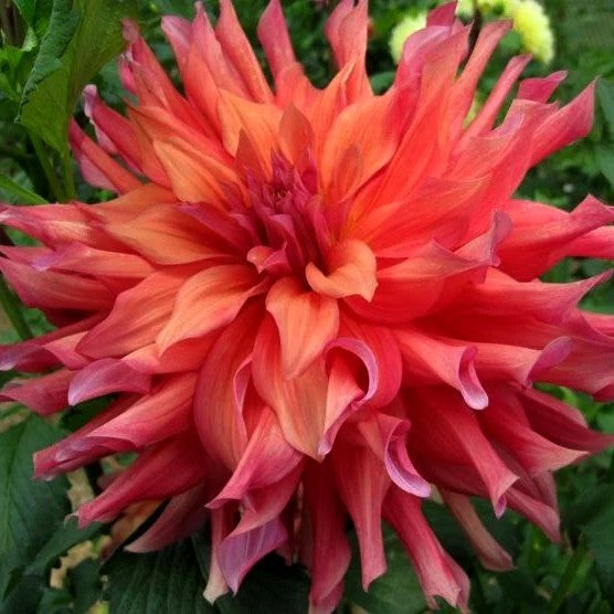 Dahlia 'Bangkok' / 'Belle of Barmera'