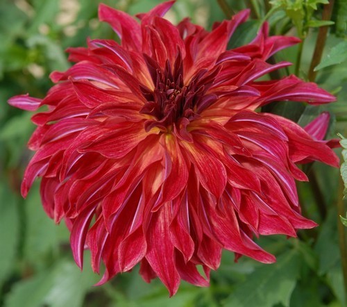 Dahlia 'Bangkok' / 'Belle of Barmera'