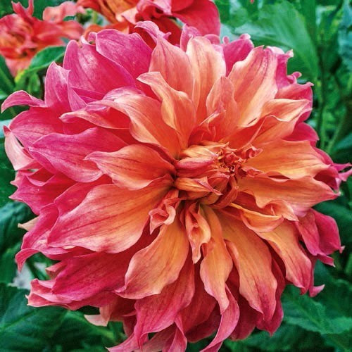 Dahlia 'Bangkok' / 'Belle of Barmera'