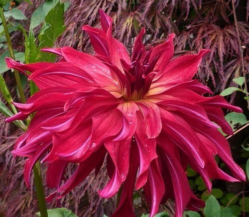 Dahlia 'Bangkok' / 'Belle of Barmera'