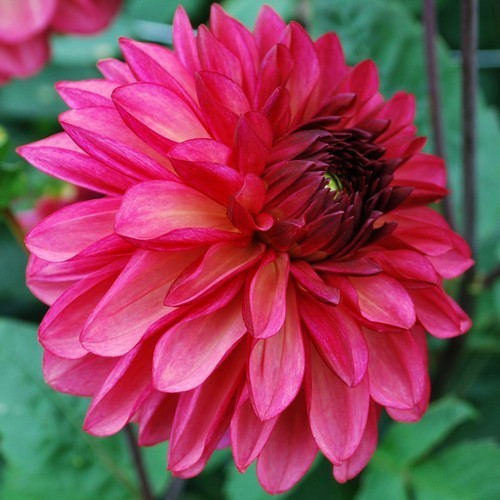 Dahlia 'Bacardi' / 'Ekaterina'
