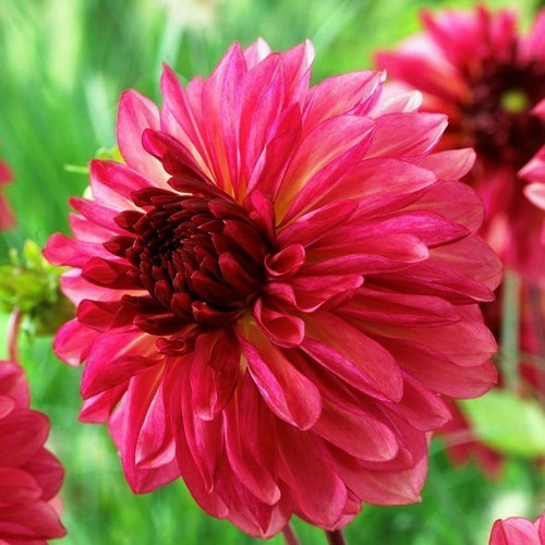 Dahlia 'Bacardi' / 'Ekaterina'