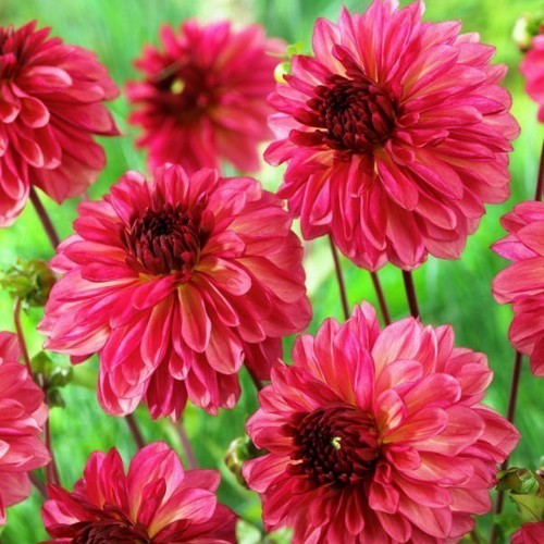 Dahlia 'Bacardi' / 'Ekaterina'