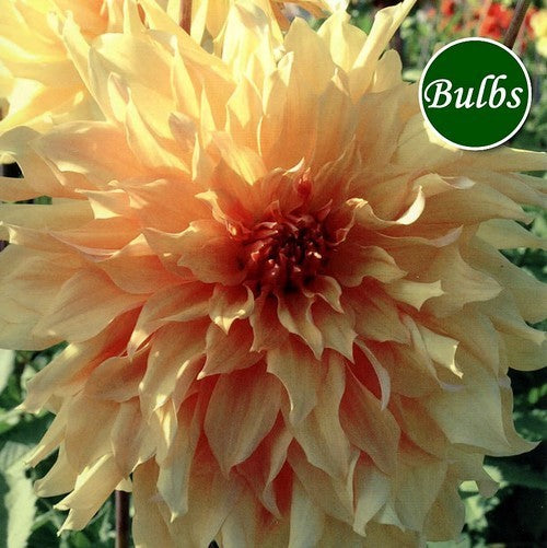 Dahlia 'Big Brother' / 'Tyrell'