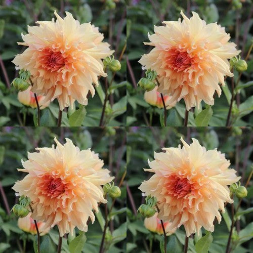 Dahlia 'Big Brother' / 'Tyrell'