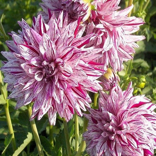 Dahlia 'Blackberry Ripple' / 'Bristol Stripe'