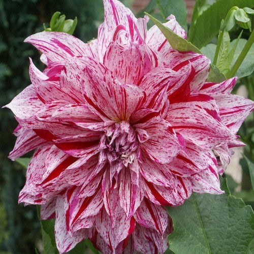 Dahlia 'Blackberry Ripple' / 'Bristol Stripe'