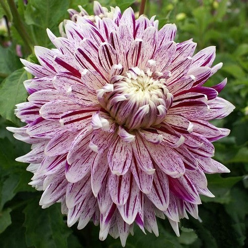 Dahlia 'Blackberry Ripple' / 'Bristol Stripe'