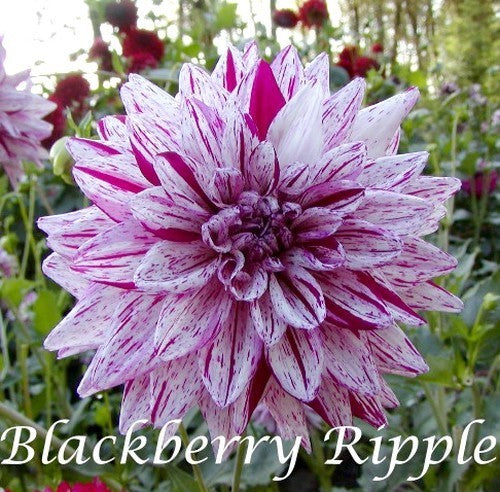 Dahlia 'Blackberry Ripple' / 'Bristol Stripe'
