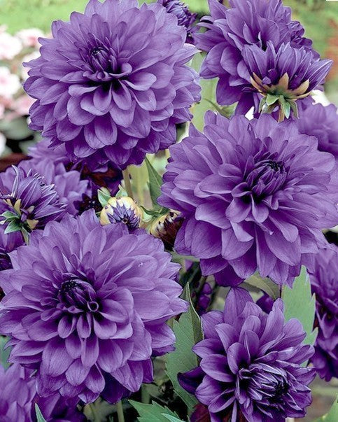 Dahlia 'Bluetiful'