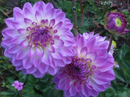 Dahlia 'Bluetiful'