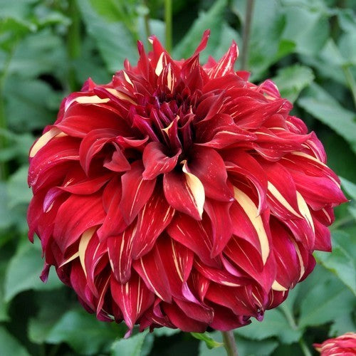 Dahlia 'Bohemian Spartacus'