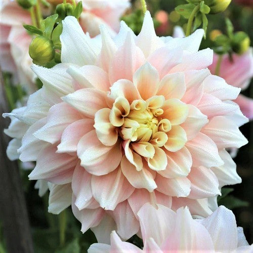 Dahlia 'Break Out'