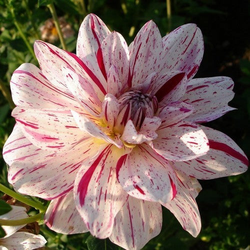 Dahlia 'Bright Diamond'