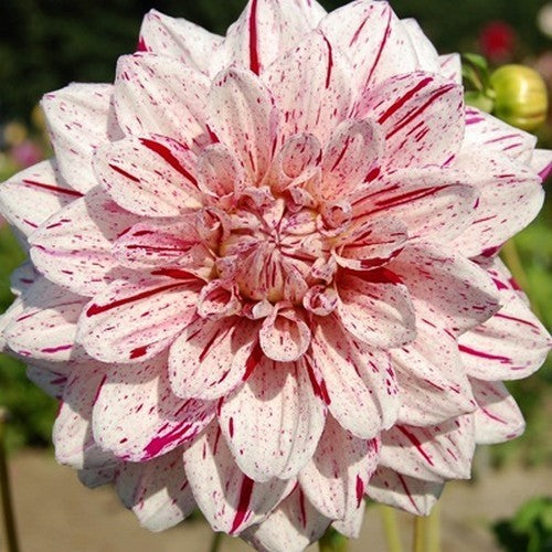 Dahlia 'Bright Diamond'