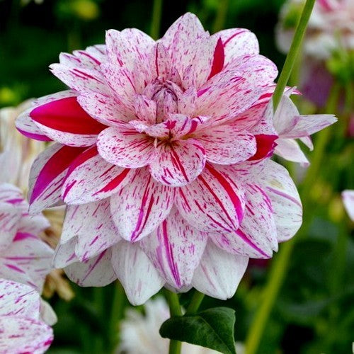 Dahlia 'Bright Diamond'
