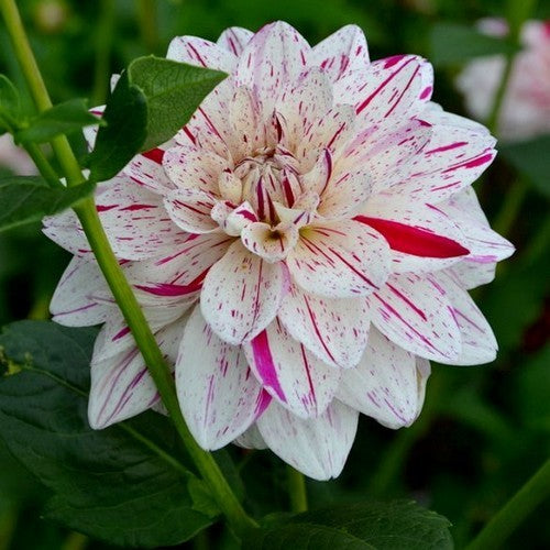 Dahlia 'Bright Diamond'