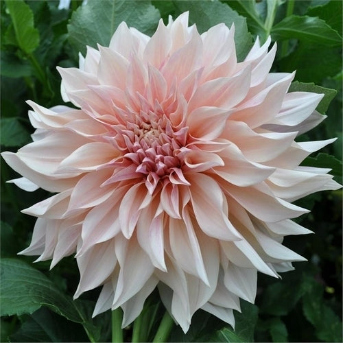 Dahlia 'Café Au Lait'