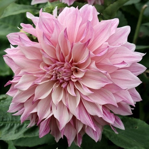 Dahlia 'Café Au Lait Royal'