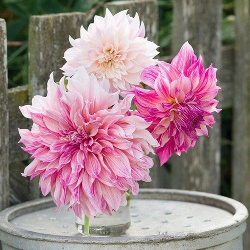 Dahlia 'Café Au Lait Royal'