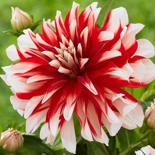 Dahlia 'Catching Fire'