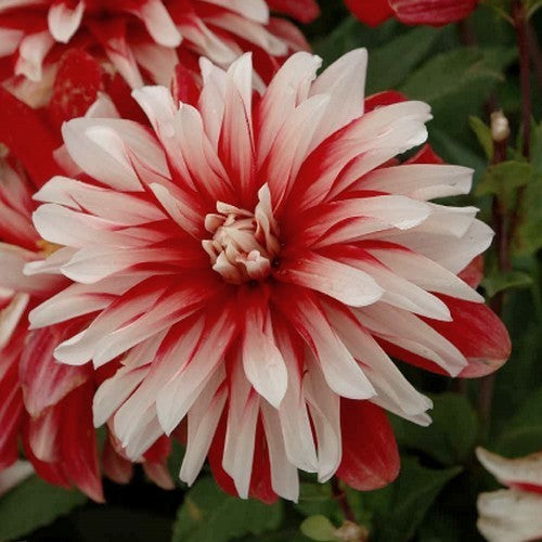 Dahlia 'Catching Fire'