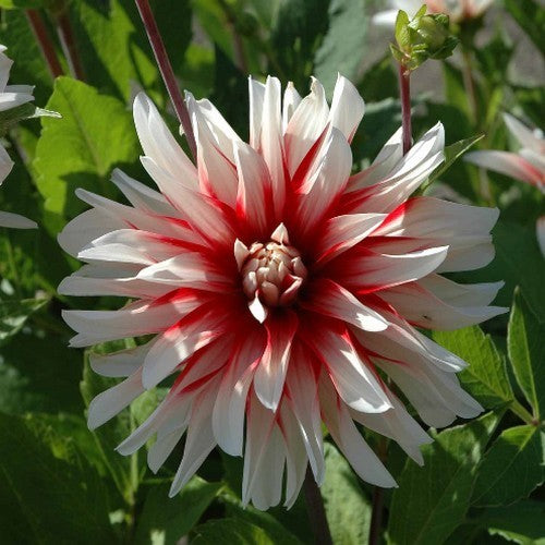 Dahlia 'Catching Fire'