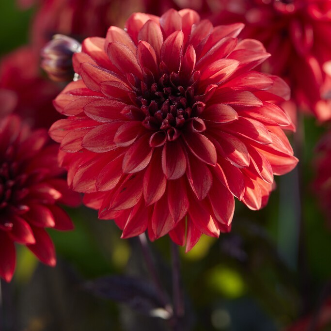 Dahlia 'Cool Flame'