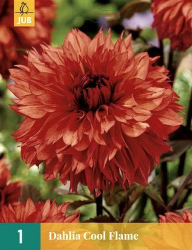 Dahlia 'Cool Flame'