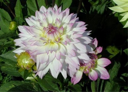 Dahlia 'Crazy Love'